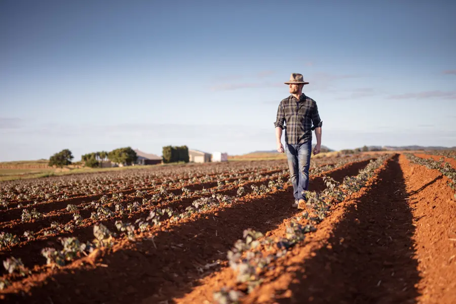 A grower walking a ploughed red soil field