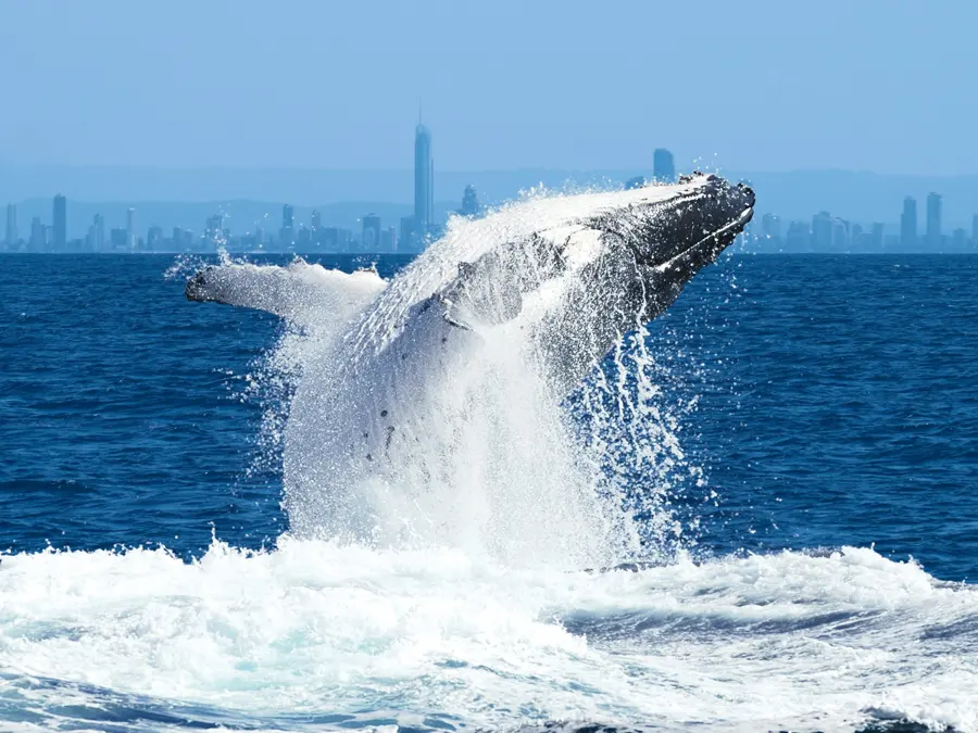 A humpback whale breaching off the Gold Coast